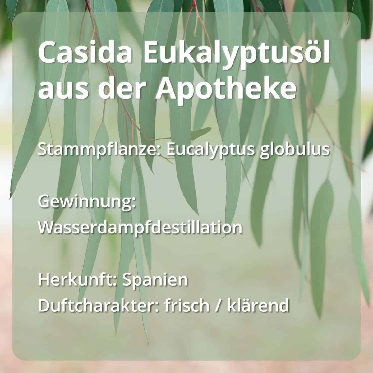 Casida Set Riechtraining Eukalyptus Zitrone Nelke Rosengeranie Anleitung Protokoll