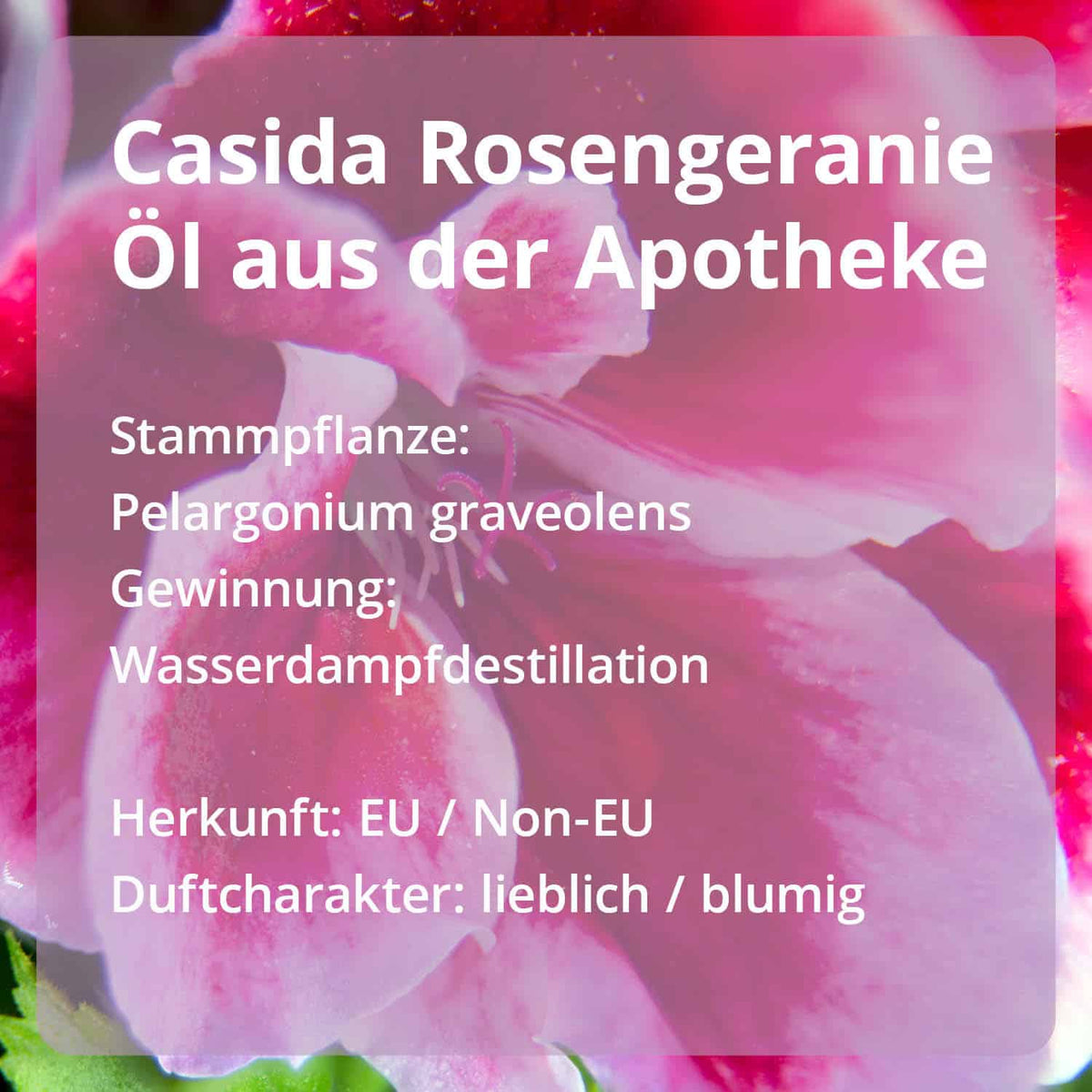 Casida Set Riechtraining Eukalyptus Zitrone Nelke Rosengeranie Anleitung Protokoll