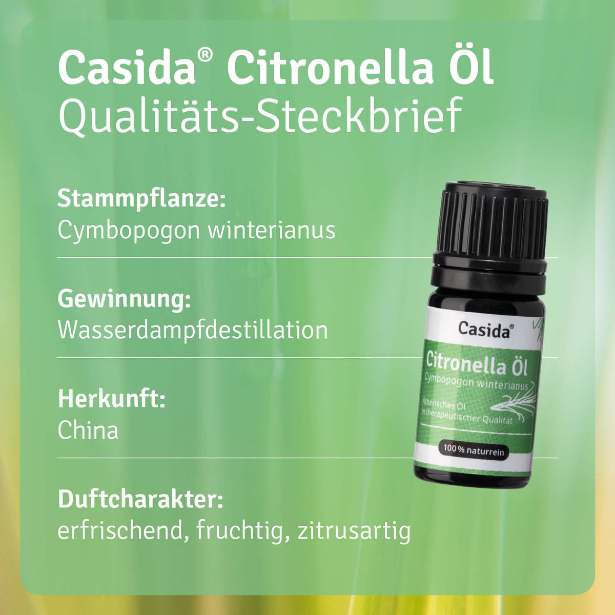Citronella Öl Pflanze