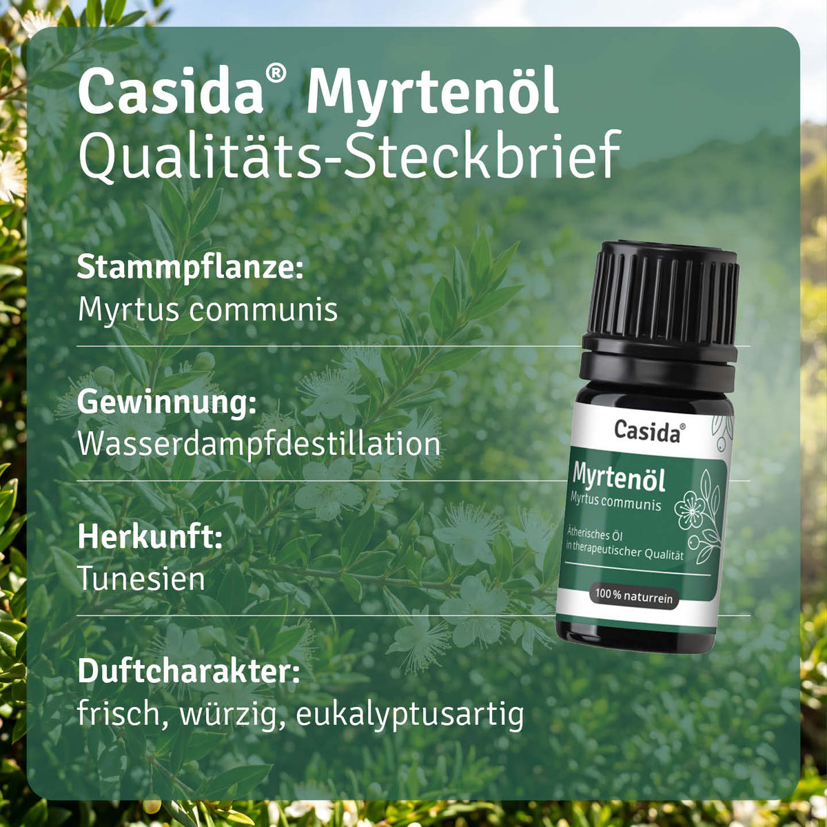 Steckbrief zu Casida Myrtenöl mit Myrtus communis, Wasserdampfdestillation und Herkunft Tunesien