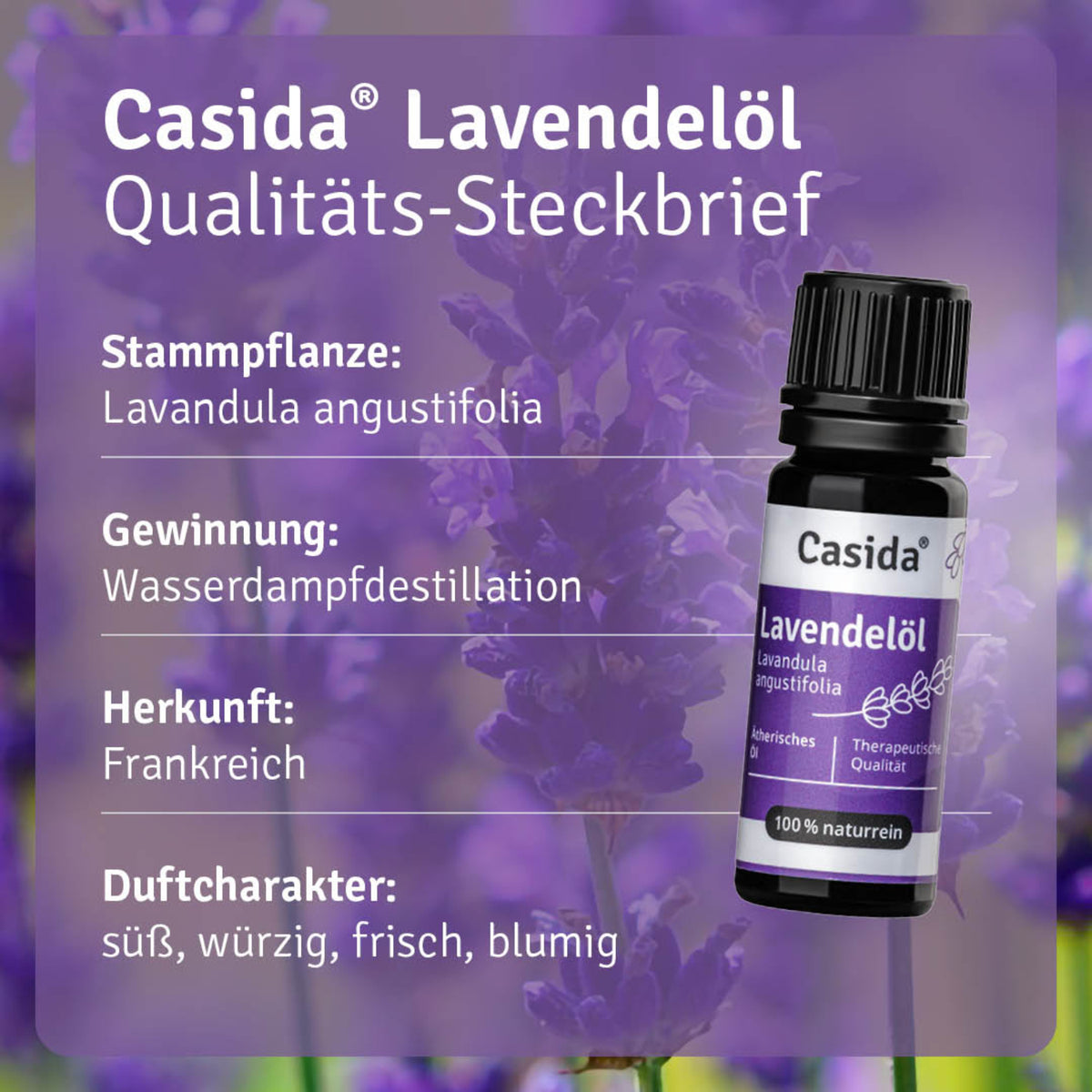 Lavendelöl Pflanze