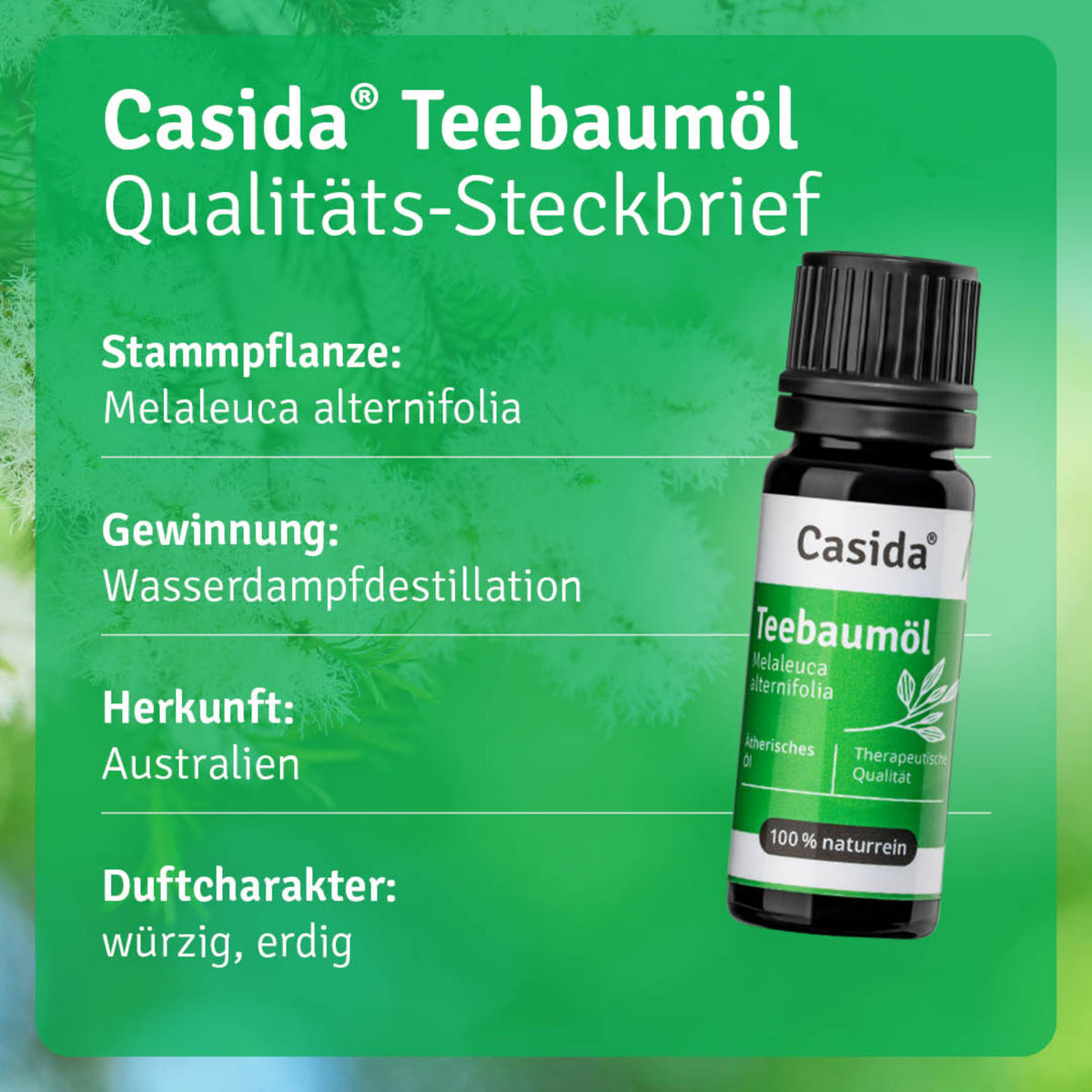 Teebaumöl Pflanze