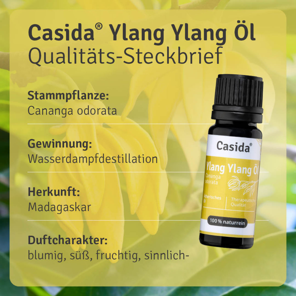 Ylang-Ylang Öl Pflanze