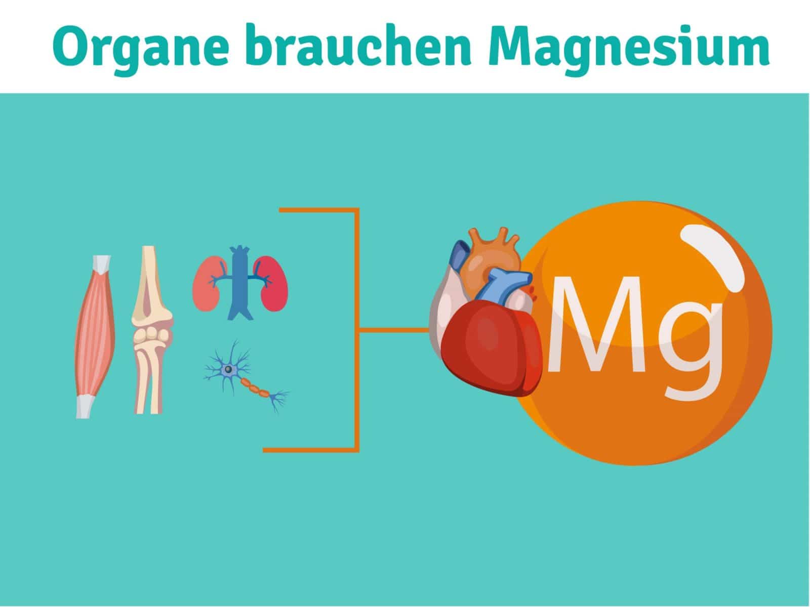 Organs-need-Magnesium-Diabetes-Magnesium-deficiency-Bones-Muscles
